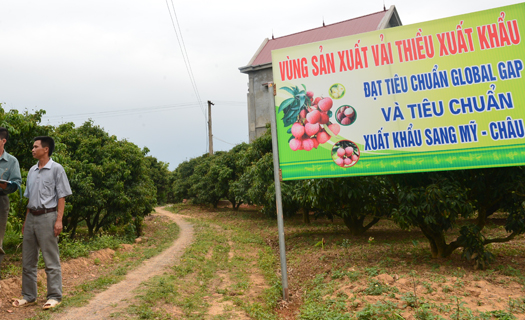 Xuất khẩu chính ngạch nông sản vào thị trường Trung Quốc: Nông dân không thể tự 